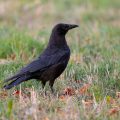 Rabenkrähe (Corvus corone)