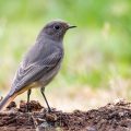 Hausrotschwanz (Phoenicurus ochruros) Weibchen
