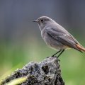 Hausrotschwanz (Phoenicurus ochruros) Weibchen