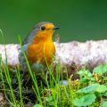 Rotkehlchen (Erithacus rubecula)