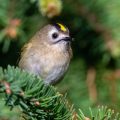 Wintergoldhähnchen (Regulus regulus)