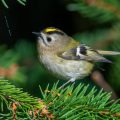 Wintergoldhähnchen (Regulus regulus)