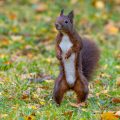 Eichhörnchen (Sciurus vulgaris)
