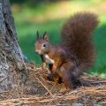 Eichhörnchen (Sciurus vulgaris)