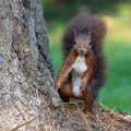 Eichhörnchen (Sciurus vulgaris)