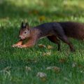 Eichhörnchen (Sciurus vulgaris)