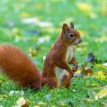 Eichhörnchen (Sciurus vulgaris)
