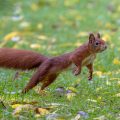Eichhörnchen (Sciurus vulgaris)