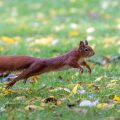 Eichhörnchen (Sciurus vulgaris)
