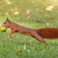 Eichhörnchen (Sciurus vulgaris) mit Hickorynuß