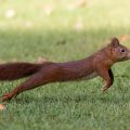Eichhörnchen (Sciurus vulgaris)