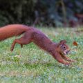 Eichhörnchen (Sciurus vulgaris)