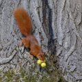 Eichhörnchen (Sciurus vulgaris) mit Hickorynuß