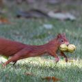 Eichhörnchen (Sciurus vulgaris) mit Hickorynuß
