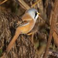Bartmeise (Panurus biarmicus) Männchen