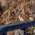 Bartmeise (Panurus biarmicus) Weibchen