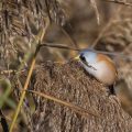 Bartmeise (Panurus biarmicus) Männchen