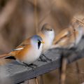 Bartmeise (Panurus biarmicus) Männchen