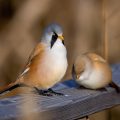 Bartmeise (Panurus biarmicus) Männchen und Weibchen