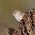 Bartmeise (Panurus biarmicus) Weibchen