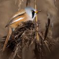 Bartmeise (Panurus biarmicus) Männchen