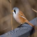 Bartmeise (Panurus biarmicus) Männchen