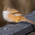Bartmeise (Panurus biarmicus) Weibchen