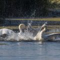 Höckerschwäne (Cygnus olor) streiten sich