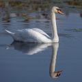 Höckerschwan (Cygnus olor)